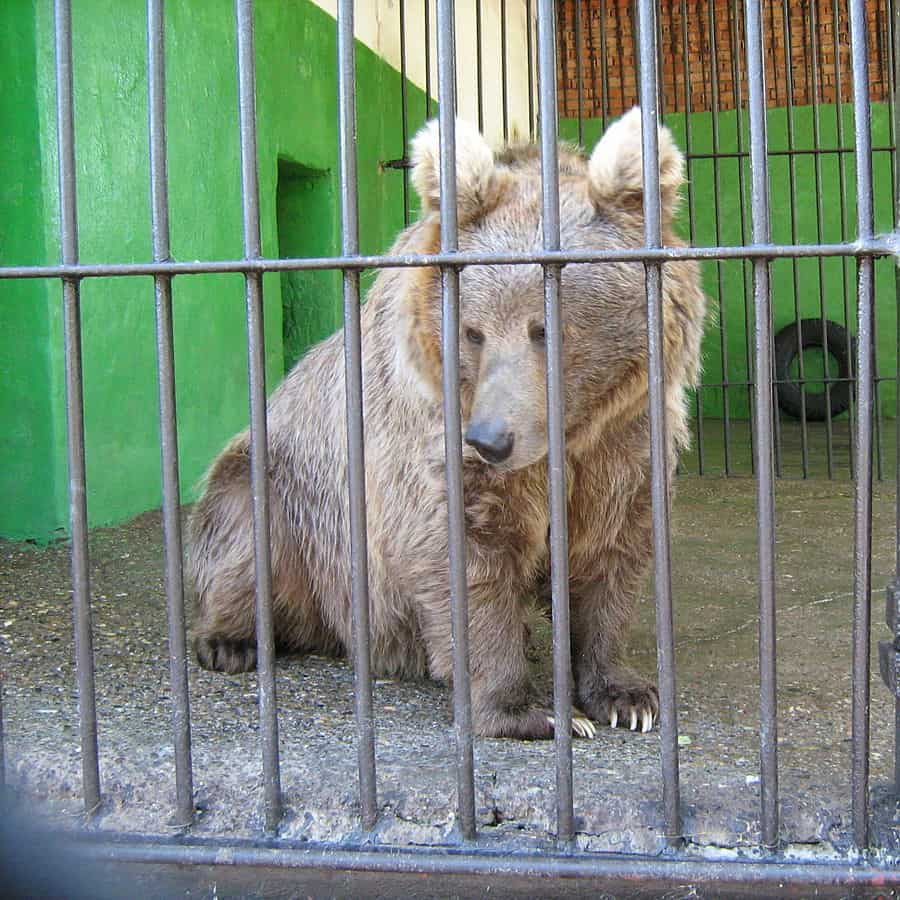 Ursus arctos isabellinus Perm Zoo