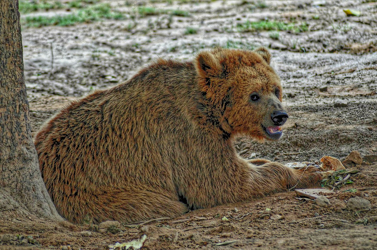 Ursus arctos isabellinus himalayan bear