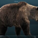 Ursus spelaeus cave bear reconstruction