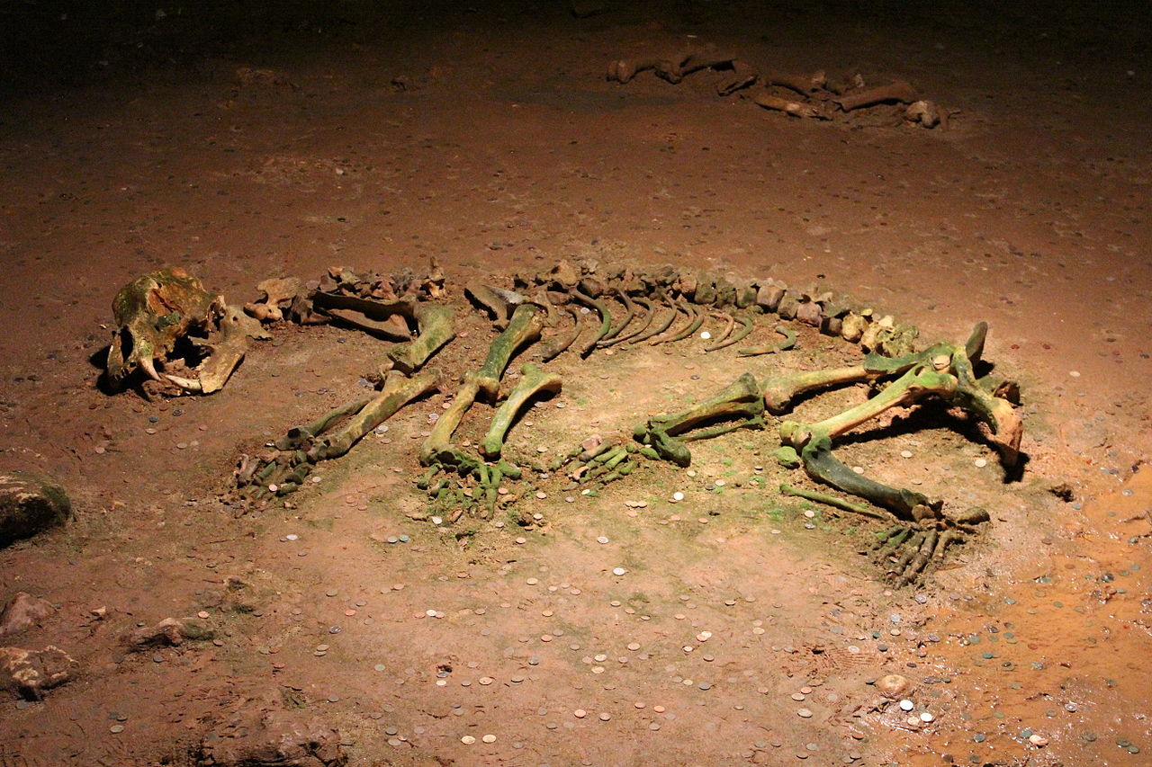 Ursus spelaeus cave bear remains