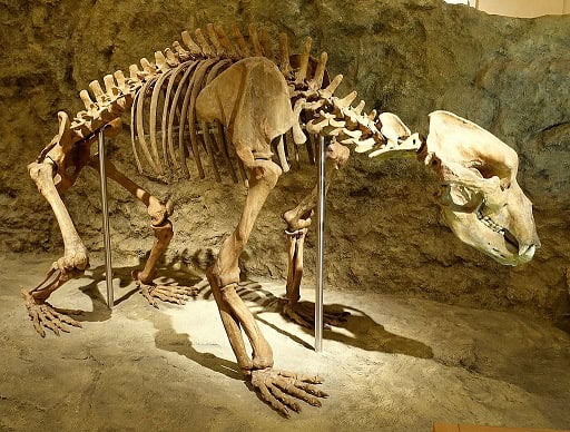 Ursus-spelaeus-cave-bear-skeleton