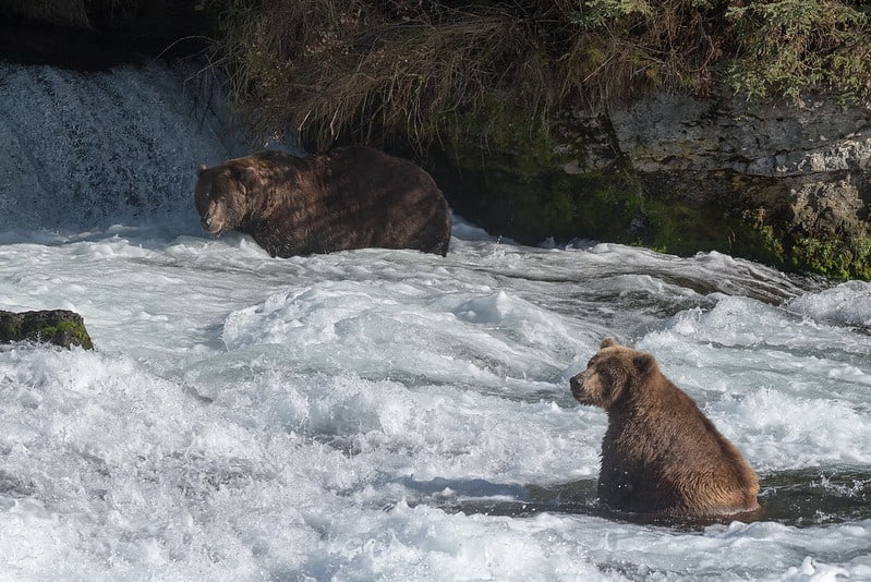 brooks falls bears fat contest