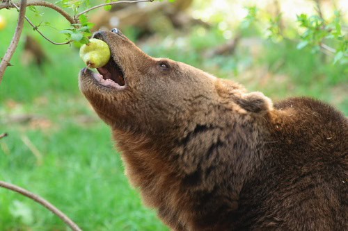 brown-bear-eats-pear-fruit