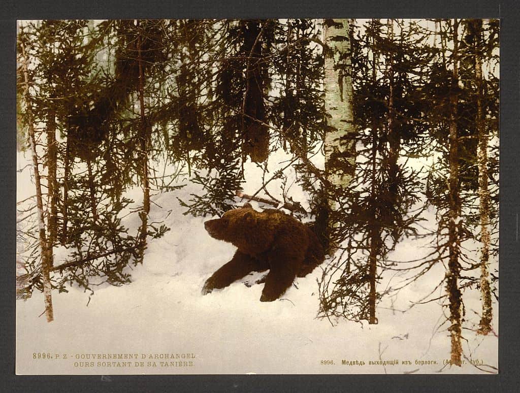 brown bear leaving hibernation russia