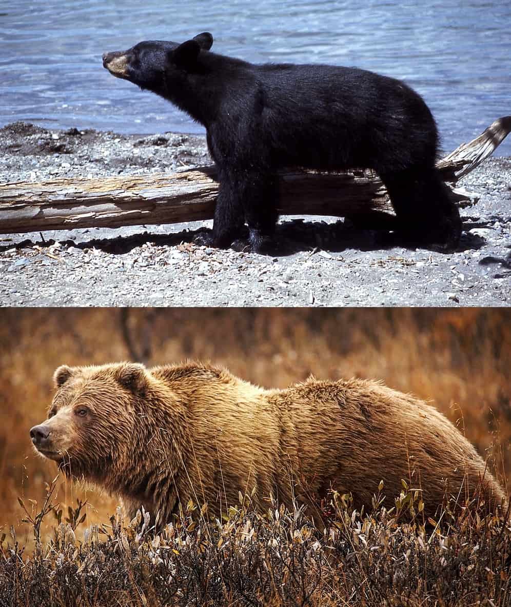 brown bear versus black hump