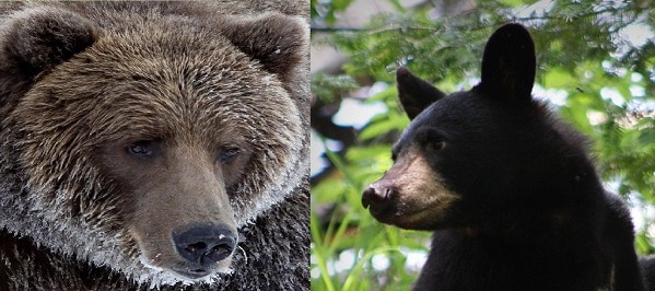 brown bear vs black battle