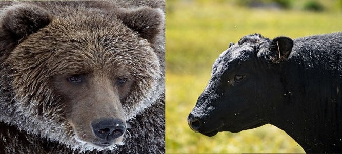 brown bear vs bull battle