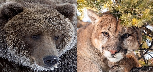 brown bear vs cougar battle