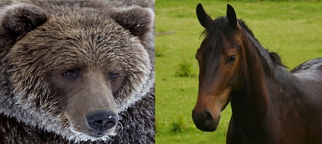 brown bear vs horse battle