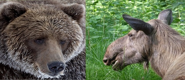 brown bear vs moose battle
