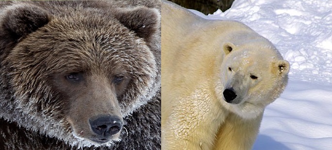 brown bear vs polar bear