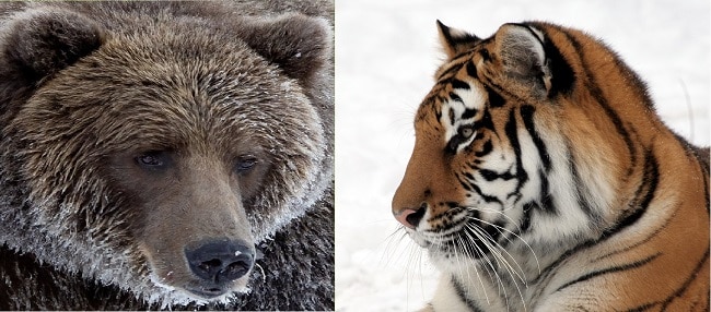 brown bear vs tiger battle