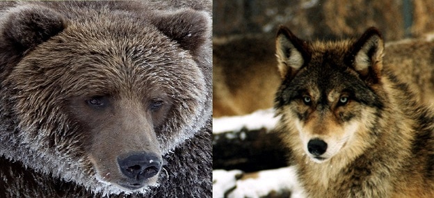 brown bear vs wolf battle
