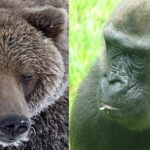 brown grizzly bear vs gorilla