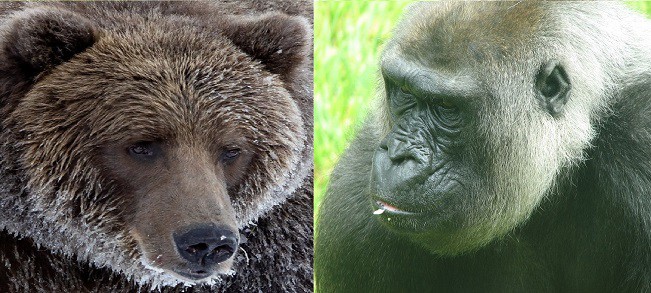 brown grizzly bear vs gorilla