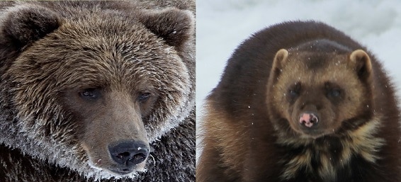 brown grizzly bear wolverine battle