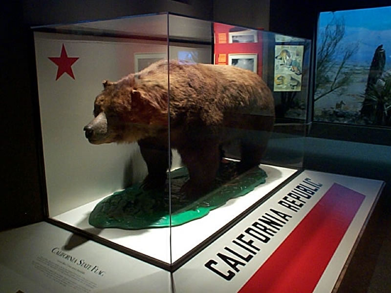 californian grizzly bear extinct monarch