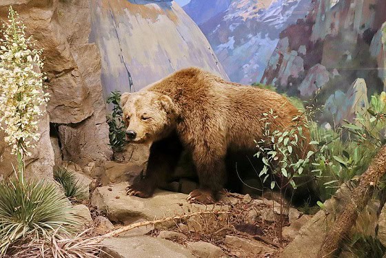 californian-grizzly-bear-subspeciex-extinct