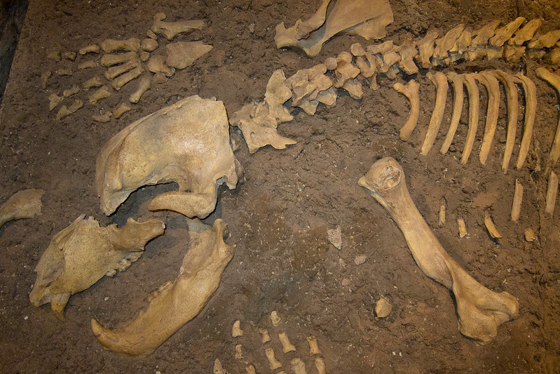 cave bear fossils barcelona skull