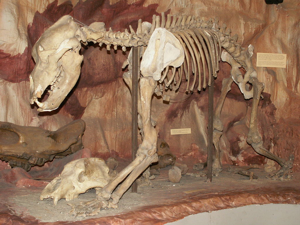 cave bear ursus spelaeus skeleton