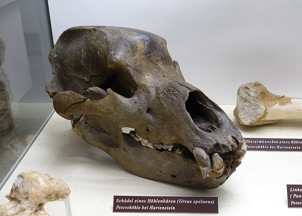 cave bear ursus spelaeus skull