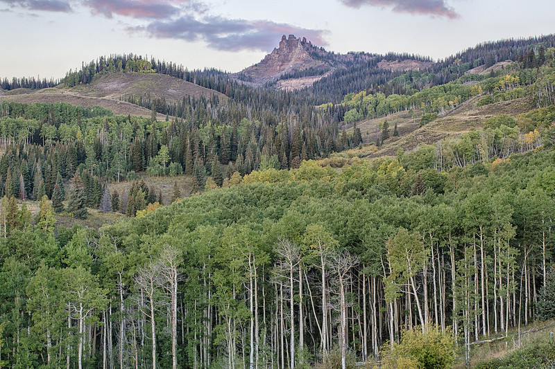 colorado grizzly bear photo rumours