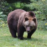 eurasian-brown-bear-ursus-arctos
