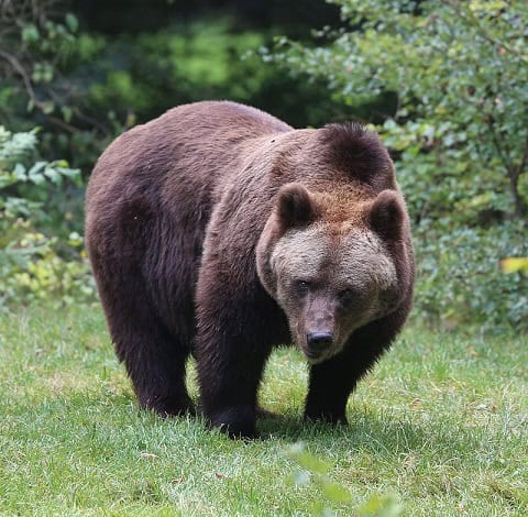 eurasian-brown-bear-ursus-arctos
