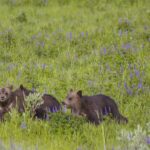 grizzly bear 399 yellowstone park