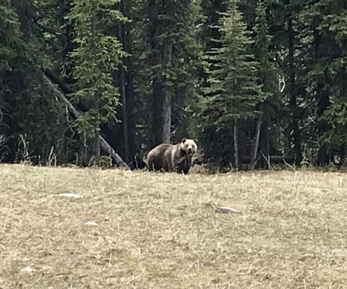 grizzly bear assault lucky escape