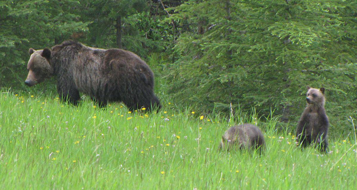 grizzly brown bear comeback alberta