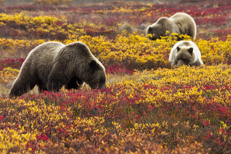 grizzly brown bears eating blueberries