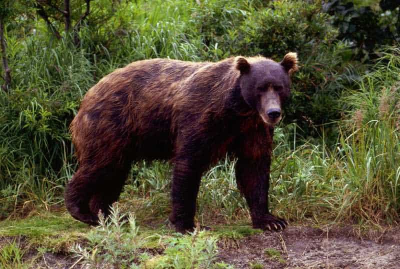 kamchatka brown bear aviation fuel