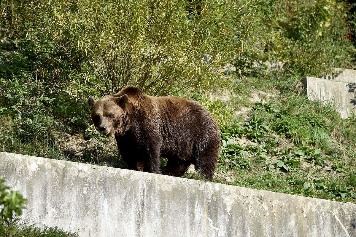 m13 swiss brown bear shot