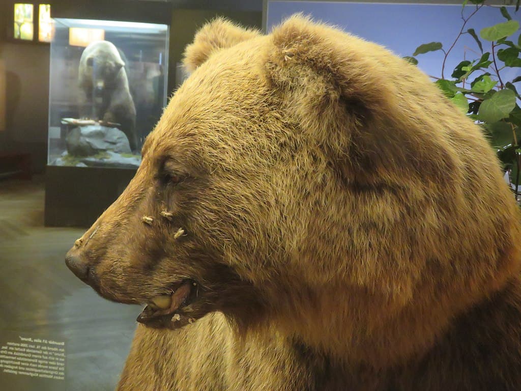 museum Problembär jj1 bruno bear