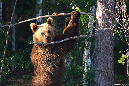 national-park-guidelines-brown-bears