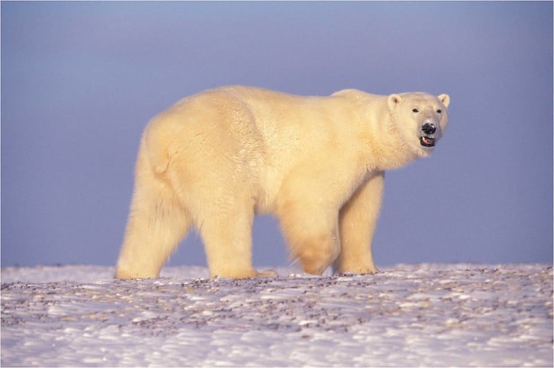 polar bear vs grizzly hair