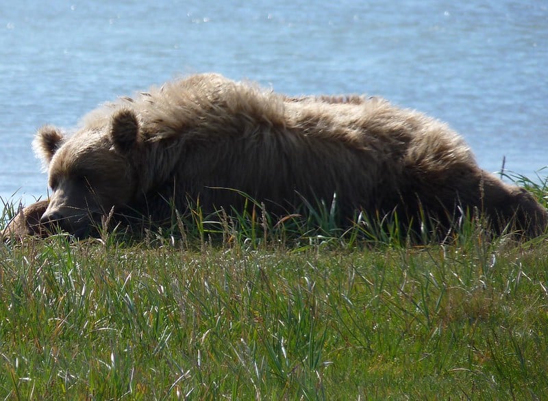 polar bear vs grizzly sleeping