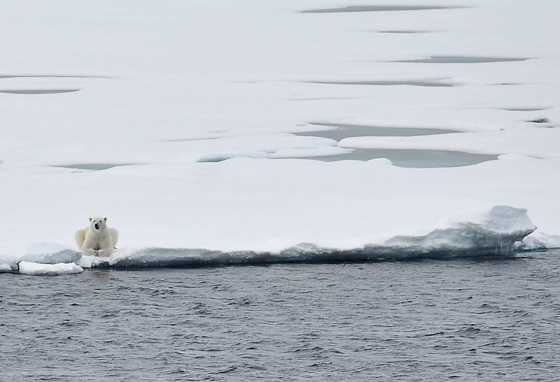 polar bear vs grizzly swimming