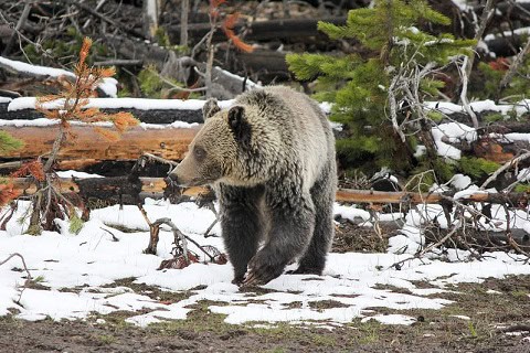 ranger national park guidelines bears