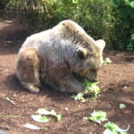 syrian brown bear cub born