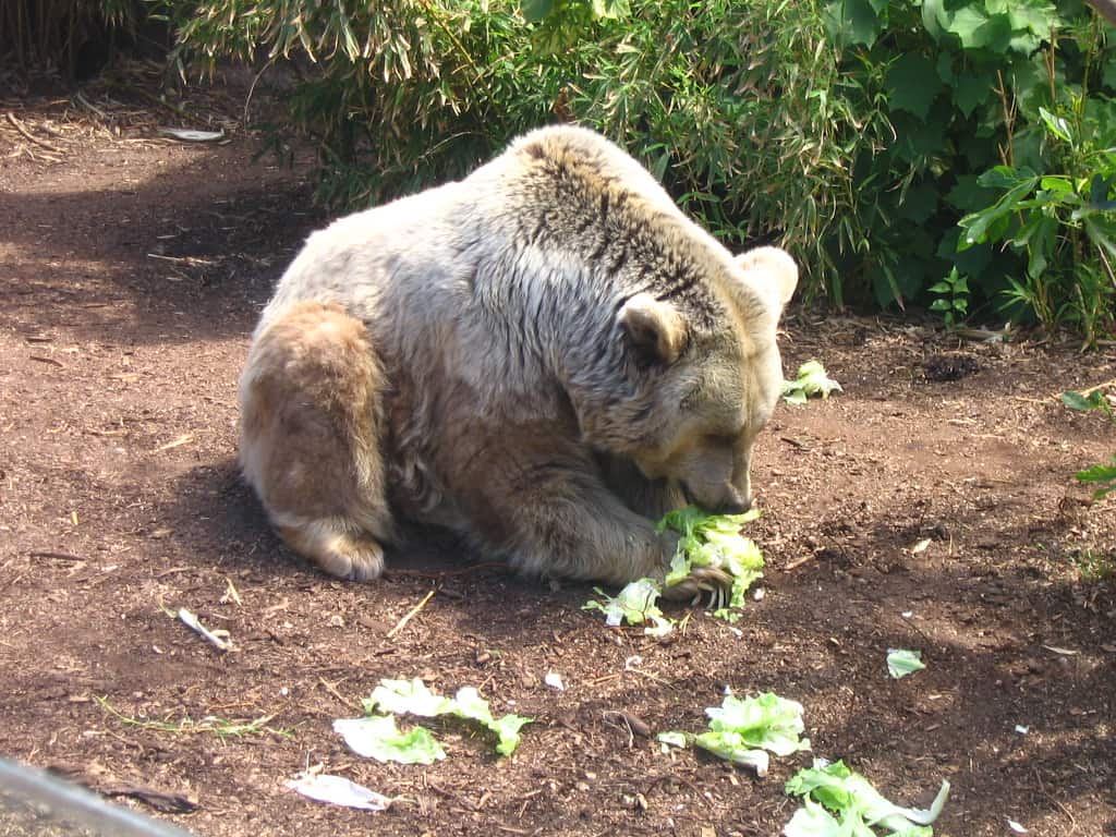 syrian brown bear cub born