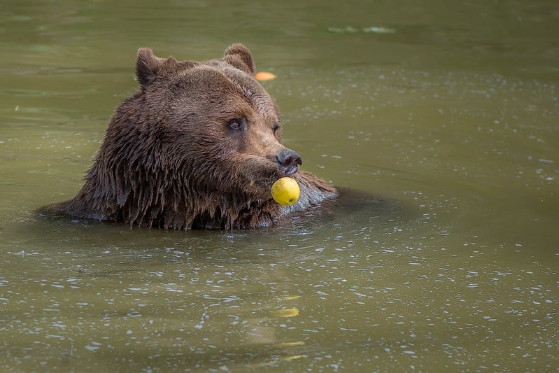 weird brown bear foods apples