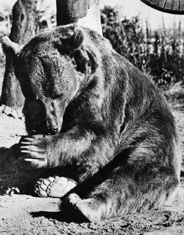 wojtek brown bear soldier britain