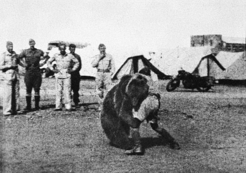 wojtek brown bear wrestling ww2