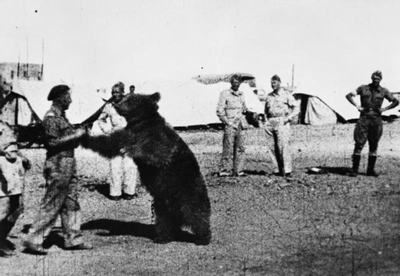 wojtek world war 2 bear