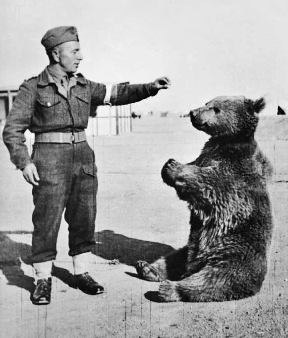 world war 2 bear wojtek