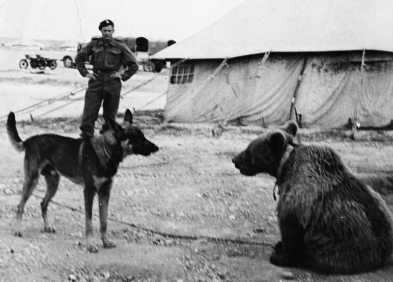 world war 2 wojtek bear