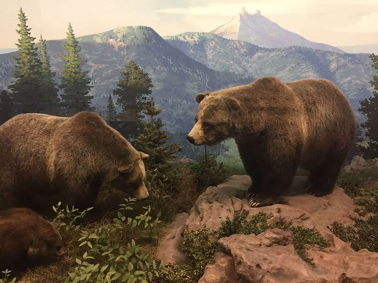 grizzly bears colorado denver museum