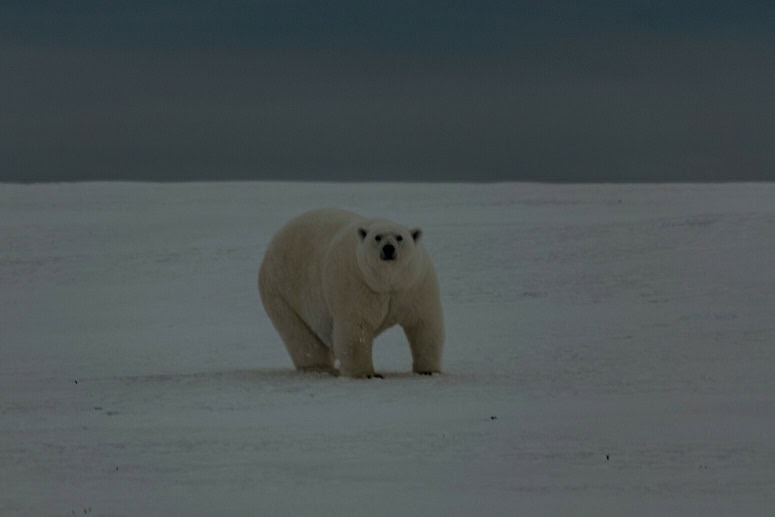 Polar Bear Ursus maritimus alerted